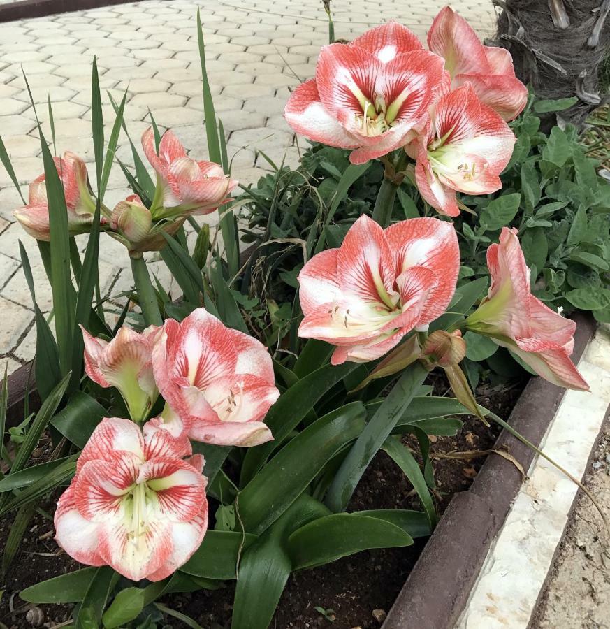 Palme Villa Porec Luaran gambar
